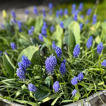 Ruhetgaard Bed & Kitchen Bed and Breakfast Ærøskøbing