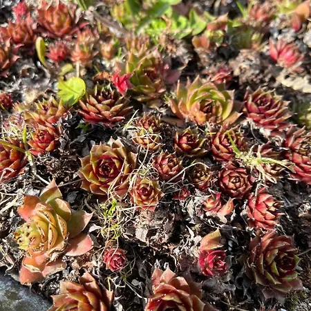 Ruhetgaard Bed & Kitchen 4*